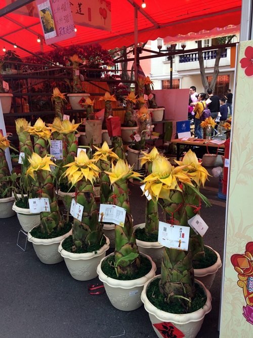 Guangzhou Haizhu flower market stall