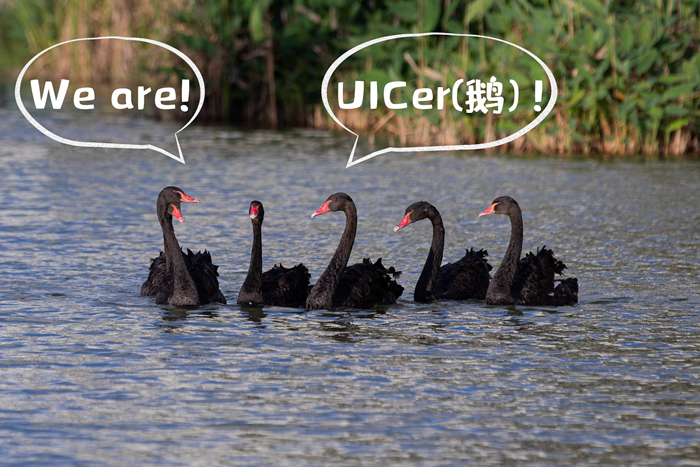 UIC鹅02